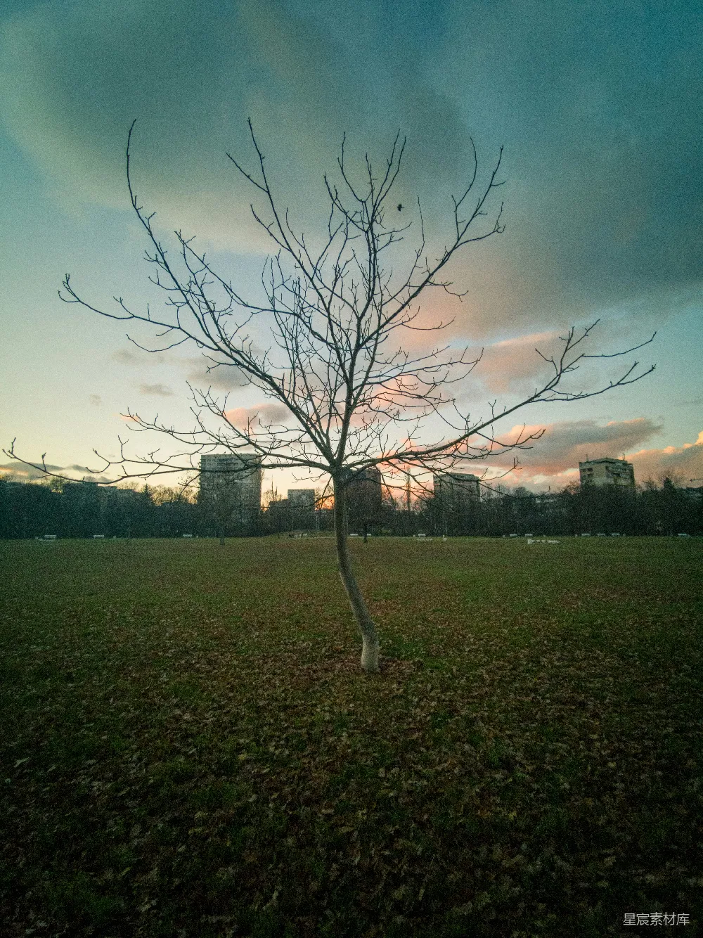 高清摄影  光秃秃的树