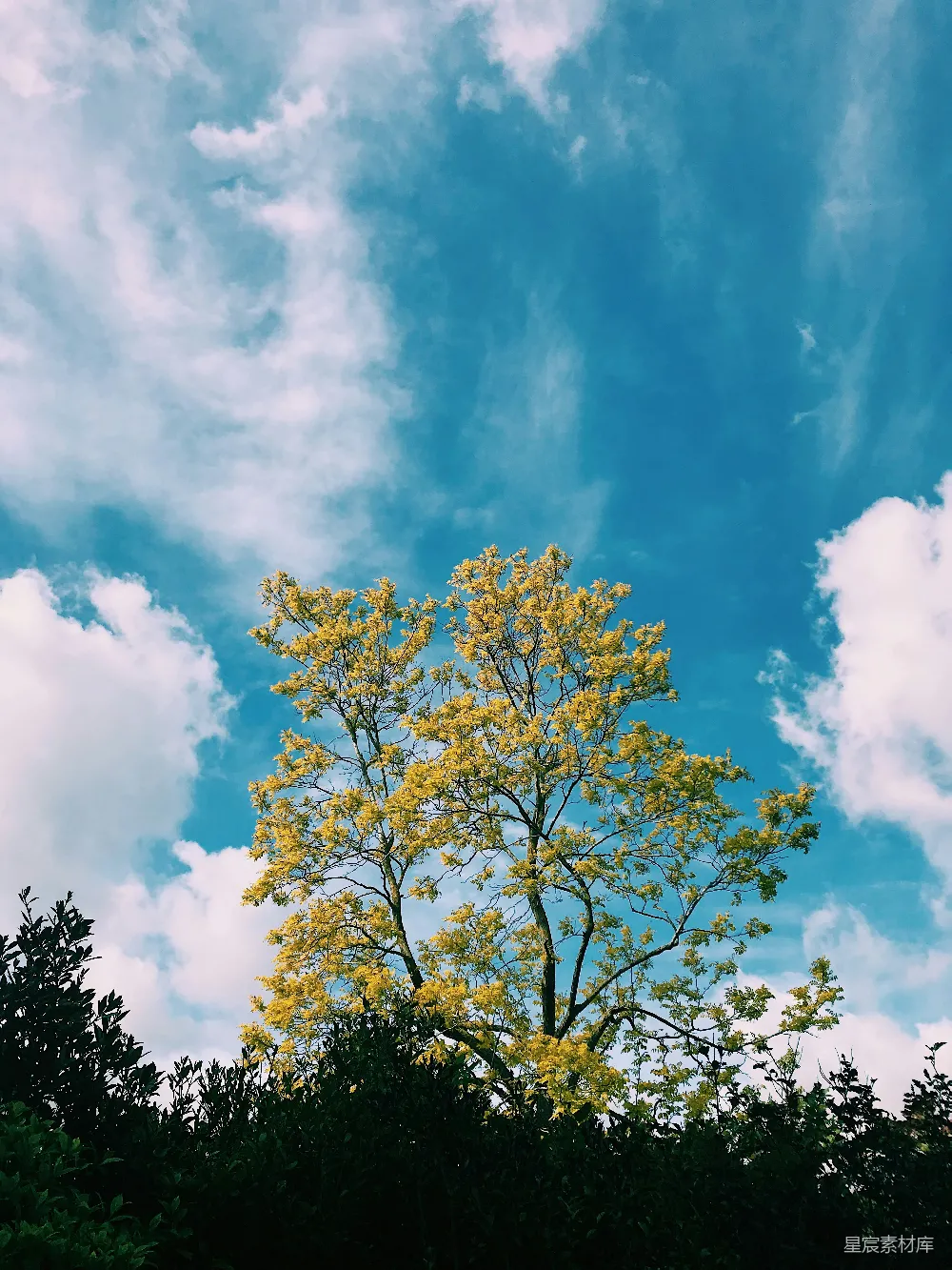 高清摄影  前景中有一棵开有黄色花朵的树，背景是蓝天白云。