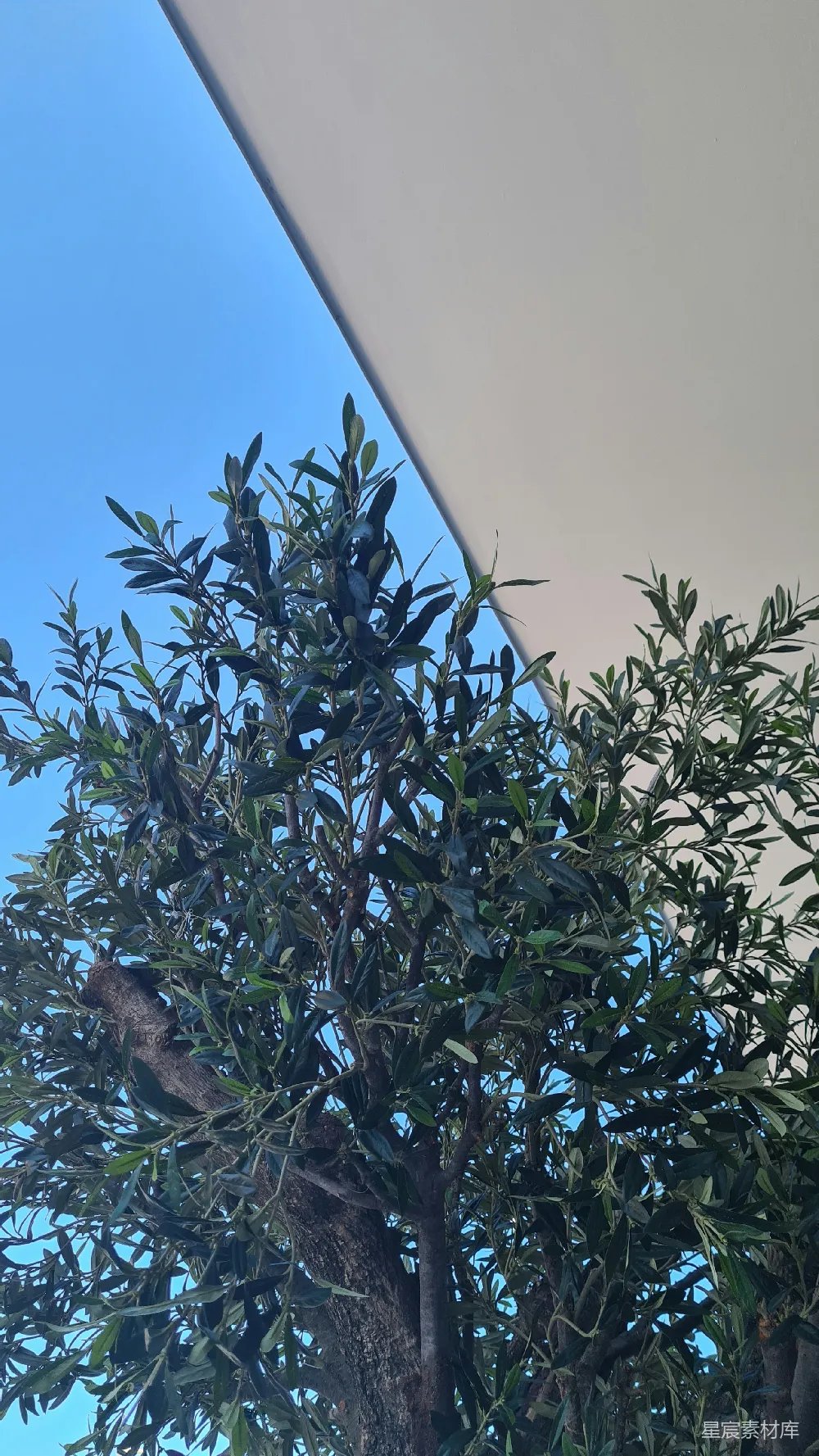 高清摄影  一只鸟栖息在树枝上。