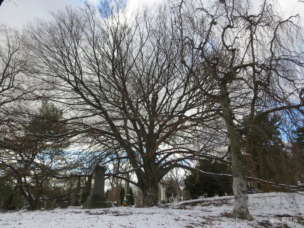 高清摄影  覆盖着雪的田野，背景中有树木。