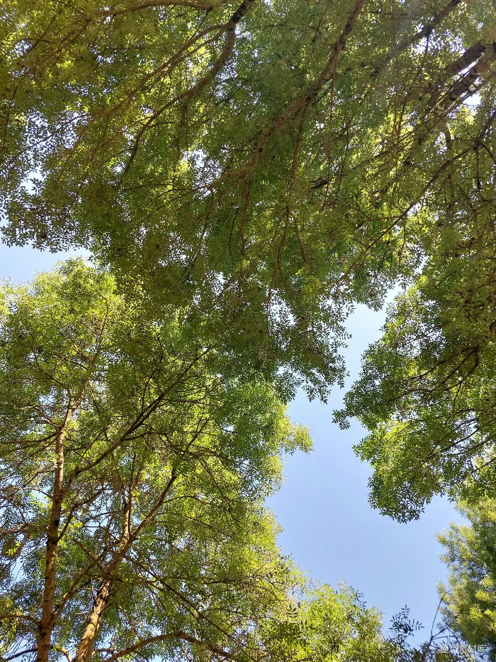高清摄影  仰望高大树木的顶端