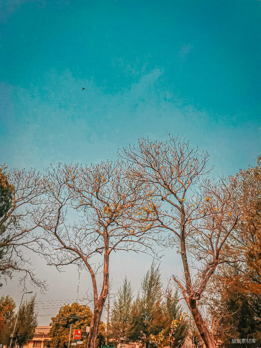 高清摄影  一排树在蓝天背景下