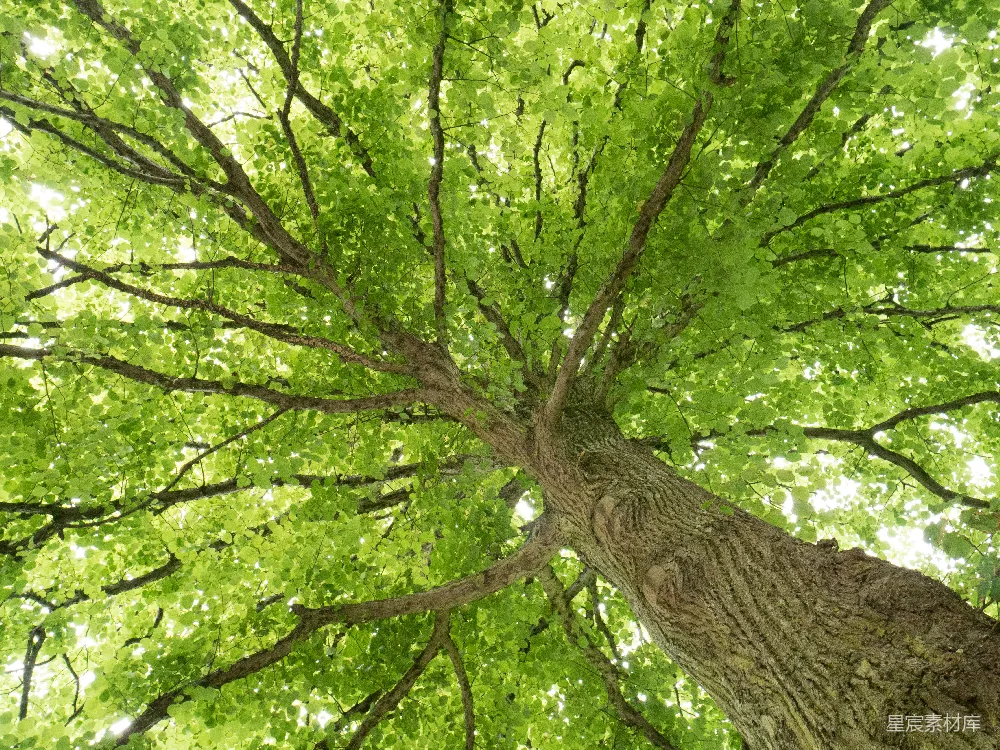 高清摄影  仰望一棵绿叶的树