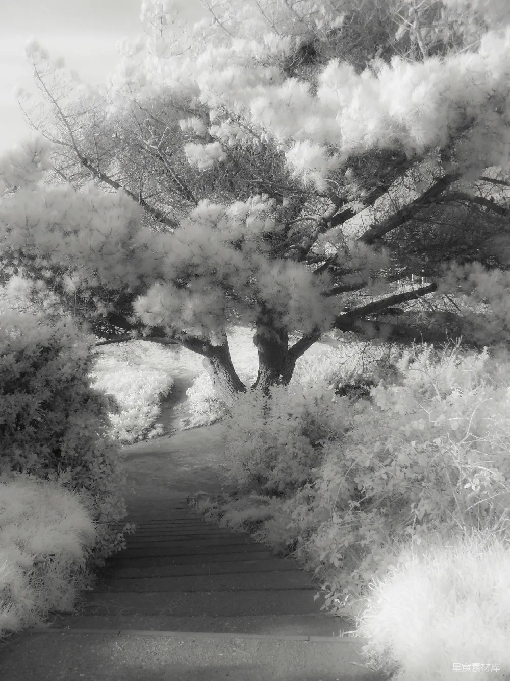 高清摄影  一张黑白照片，显示了一条通向一棵树的小路。