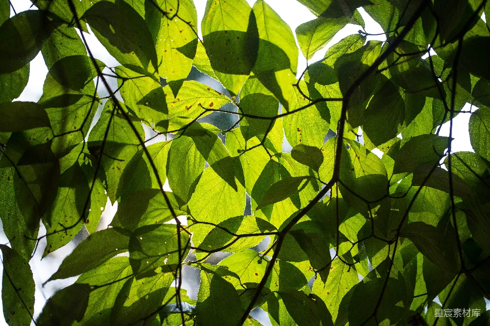 高清摄影  白天树上的绿叶