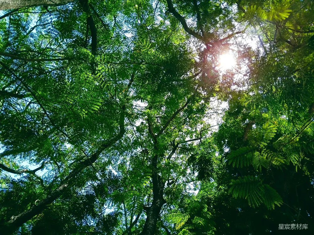 高清摄影  阳光透过森林中的树木照耀下来
