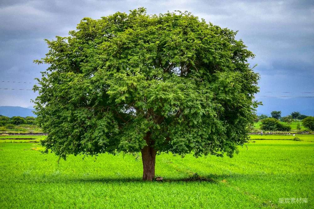 高清摄影 壁纸 白天绿色草地上的绿树