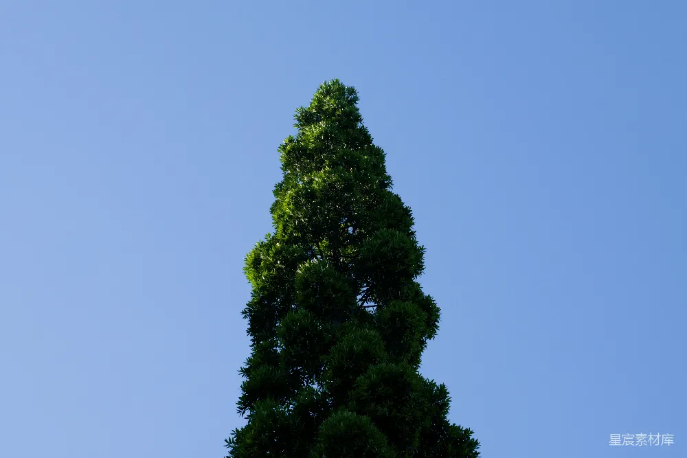 高清摄影  一棵高大的绿树，背景是清澈的蓝天。
