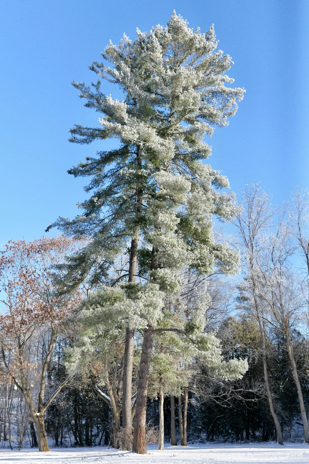 高清摄影 自然 一片被雪覆盖的田野，地上和树上都积满了雪。