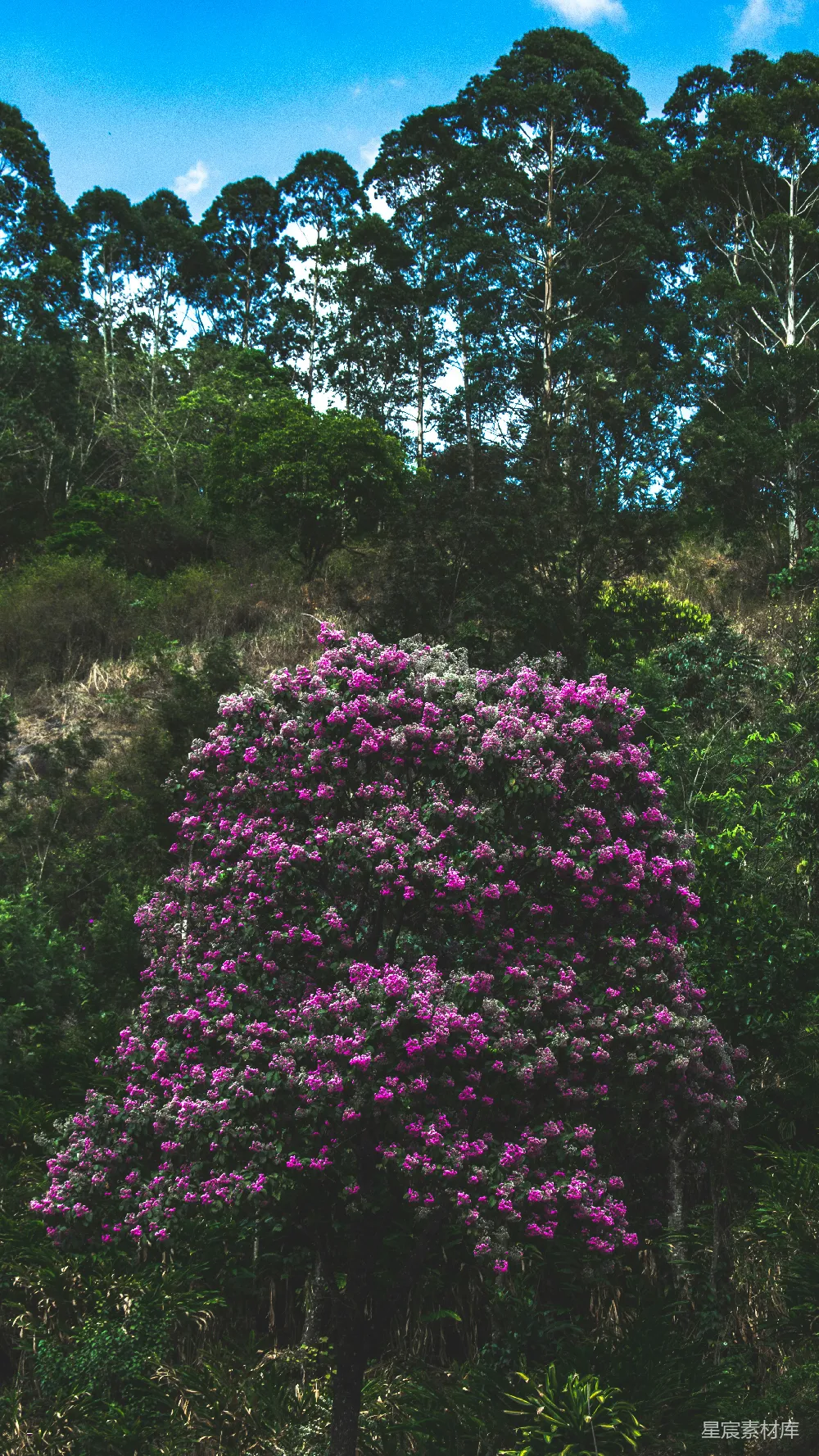 高清摄影  紫色花瓣的花