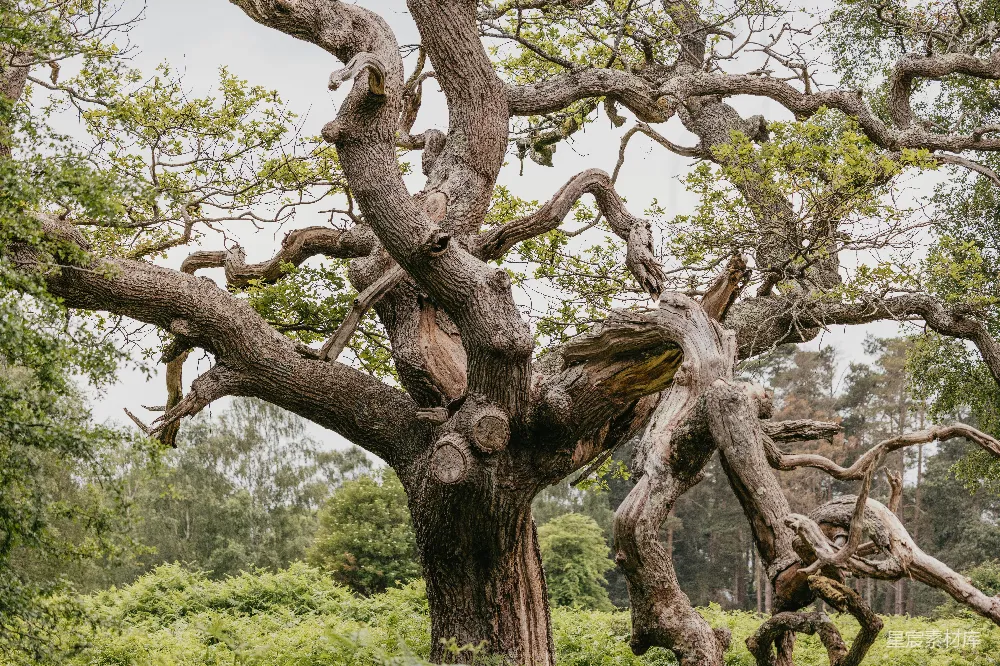 高清摄影  一棵古老的树，矗立在森林中央。