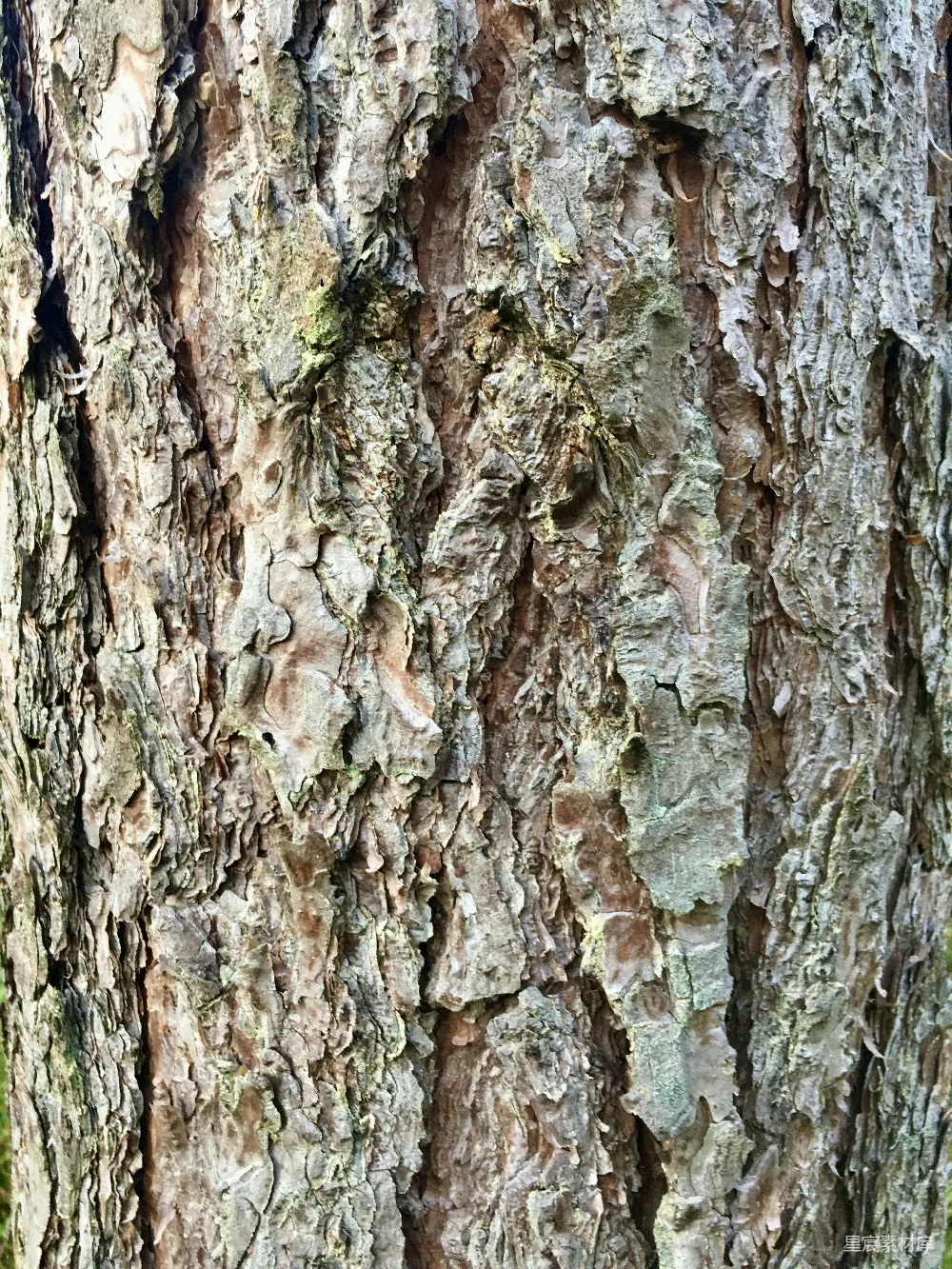 高清摄影  一棵树的树皮特写