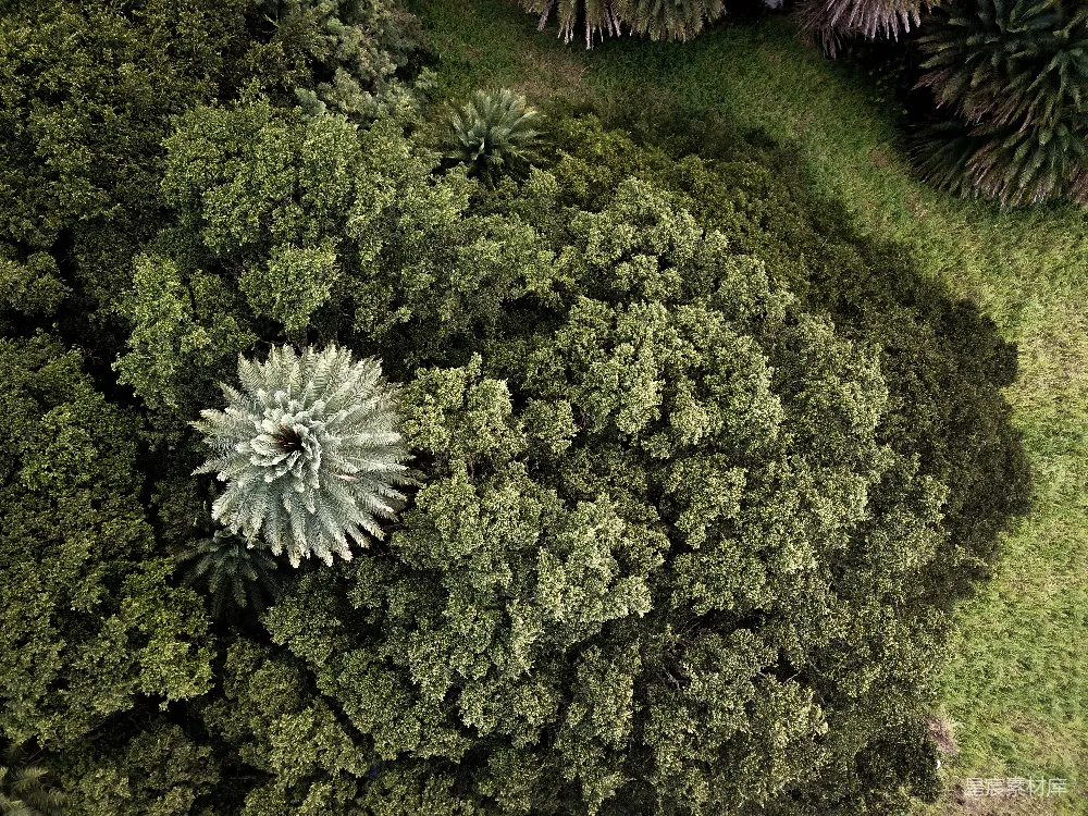 高清摄影  空中俯瞰绿色树木的景象
