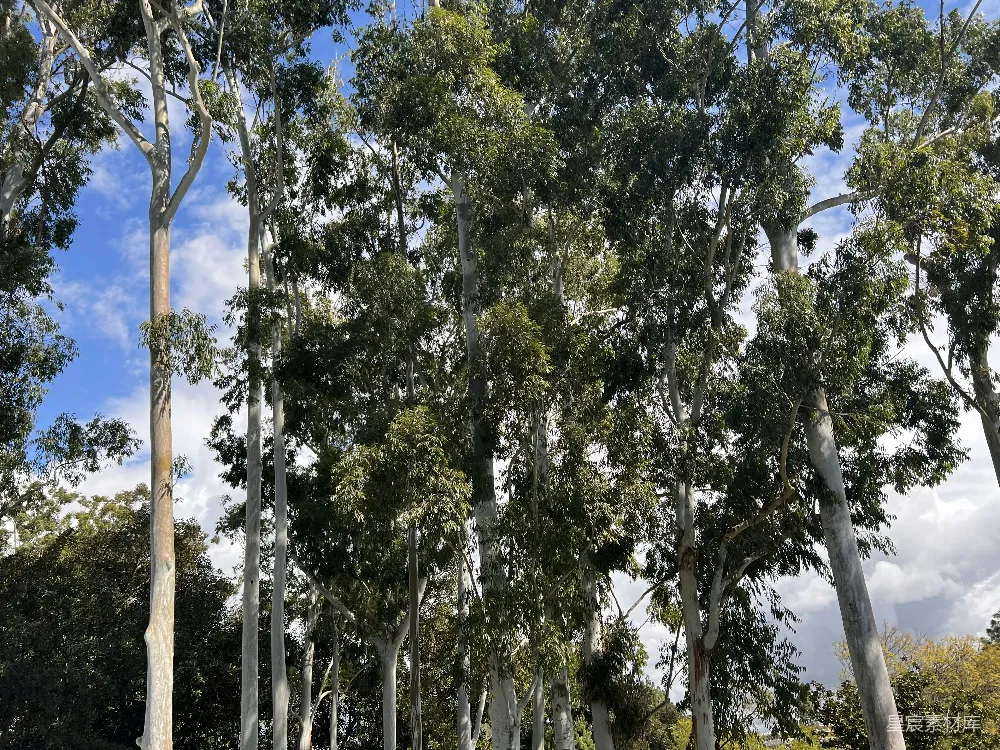 高清摄影  一组并排的树