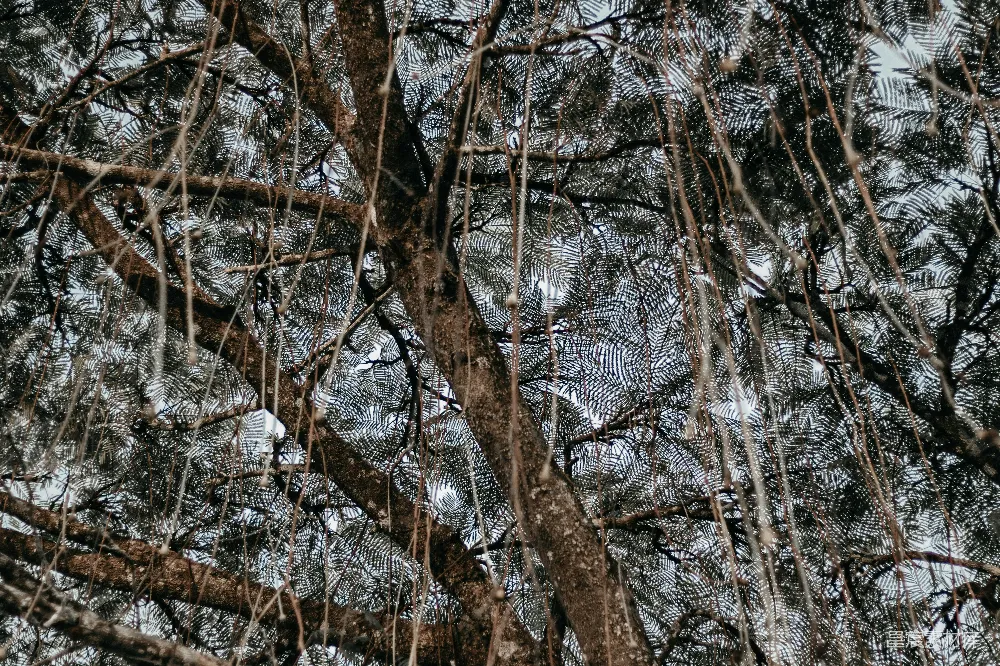高清摄影 实验性 自然 壁纸 一群被雪覆盖的树