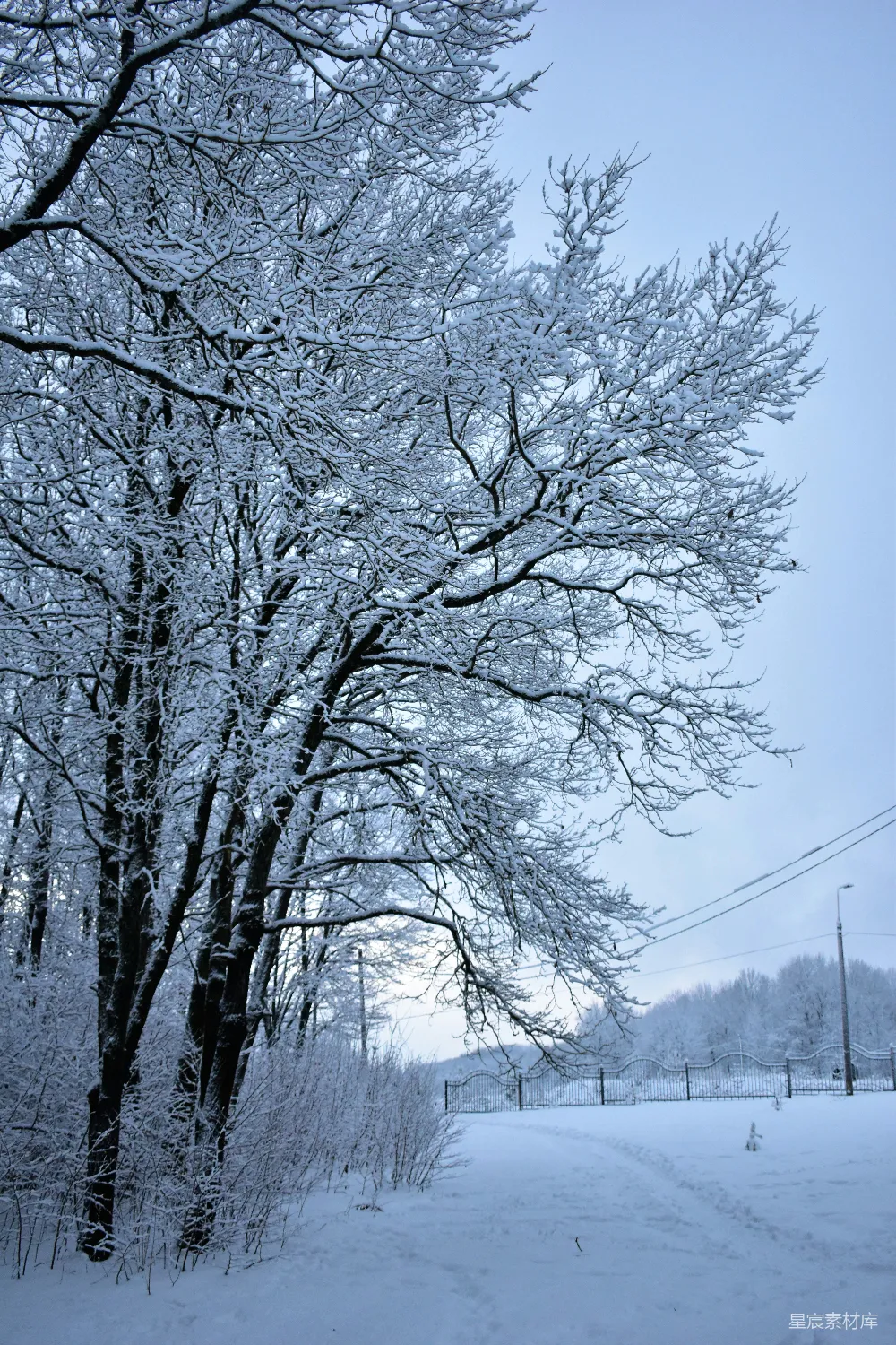 高清摄影 自然 一条被雪覆盖的道路旁有一棵大树