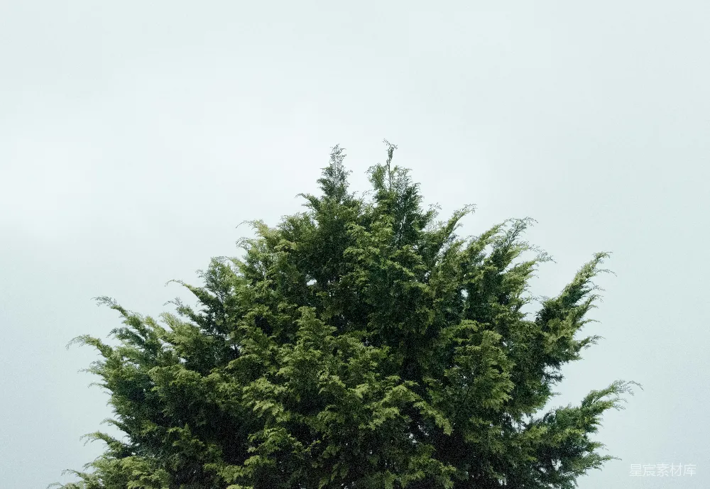 高清摄影  白天的绿叶树