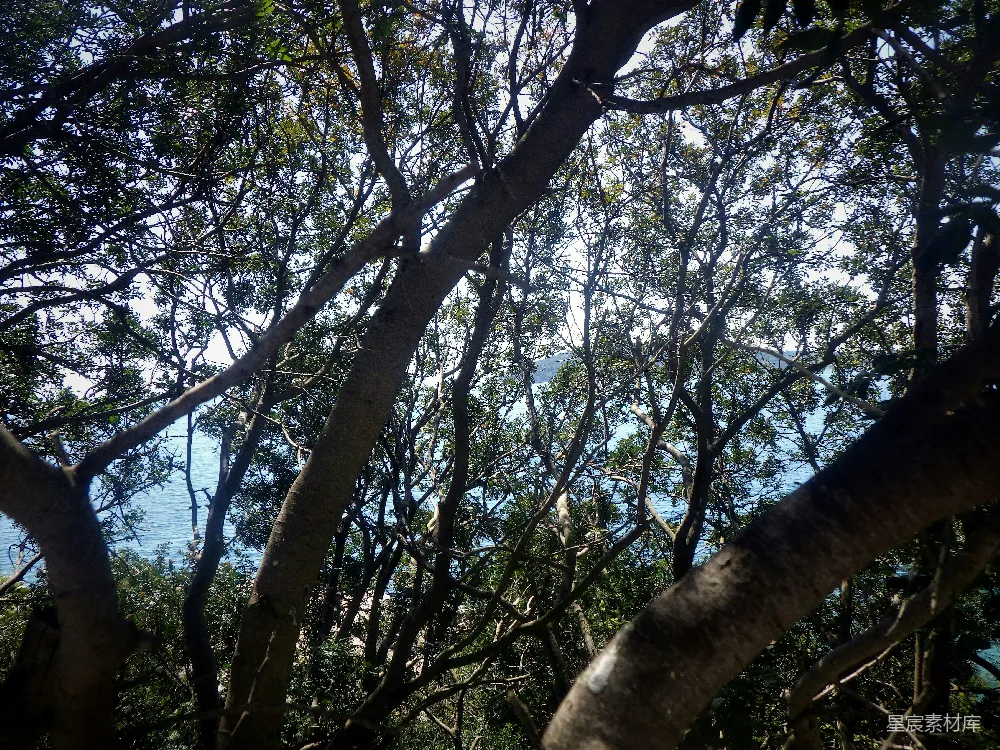 高清摄影 自然 一排挨在一起的树