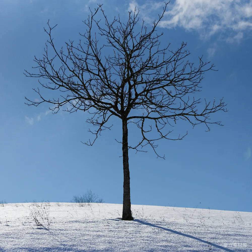高清摄影  在蓝天下的雪山上，一棵孤独的树