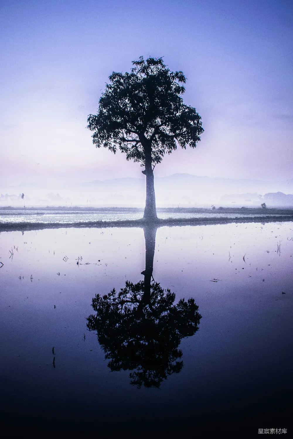 高清摄影  水边的树