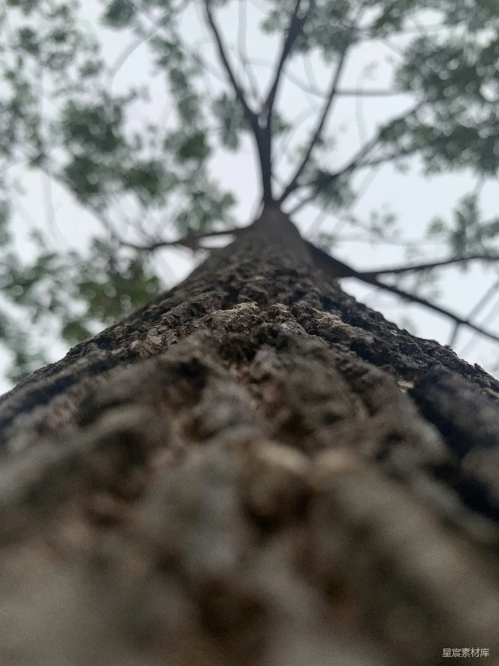高清摄影  一根带有叶子的树枝