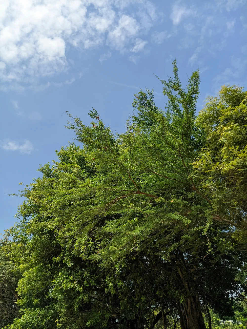 高清摄影  一张公园长椅坐落在一棵树下，旁边是一栋高楼。