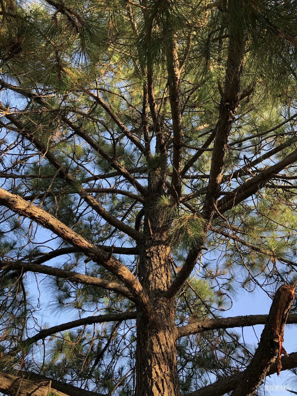 高清摄影  白天蓝天下绿树和棕色的树