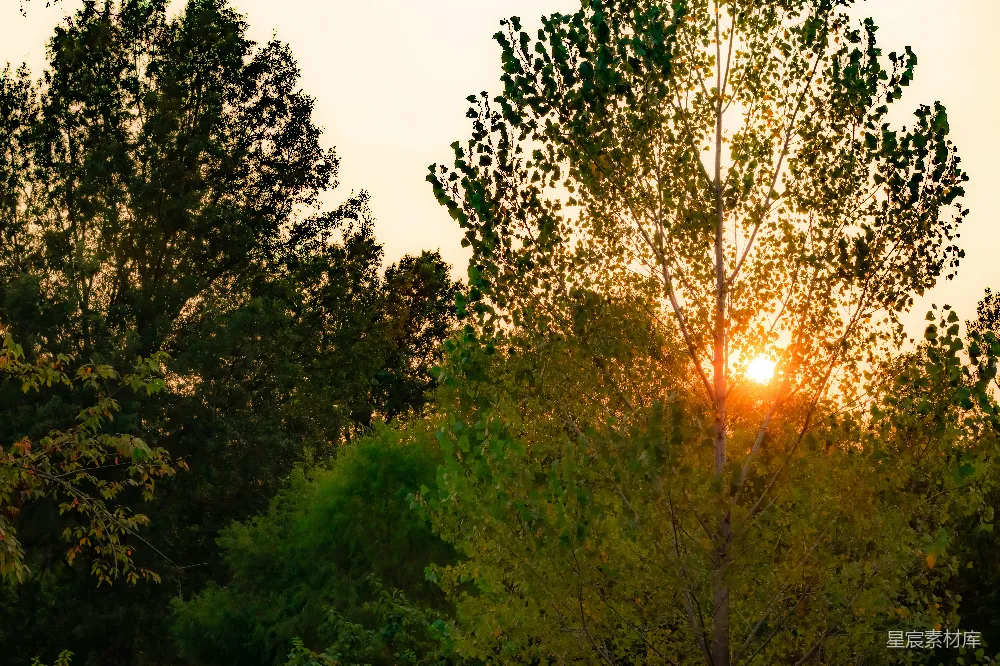 高清摄影 自然 太阳正落在这片森林中的树木后面。