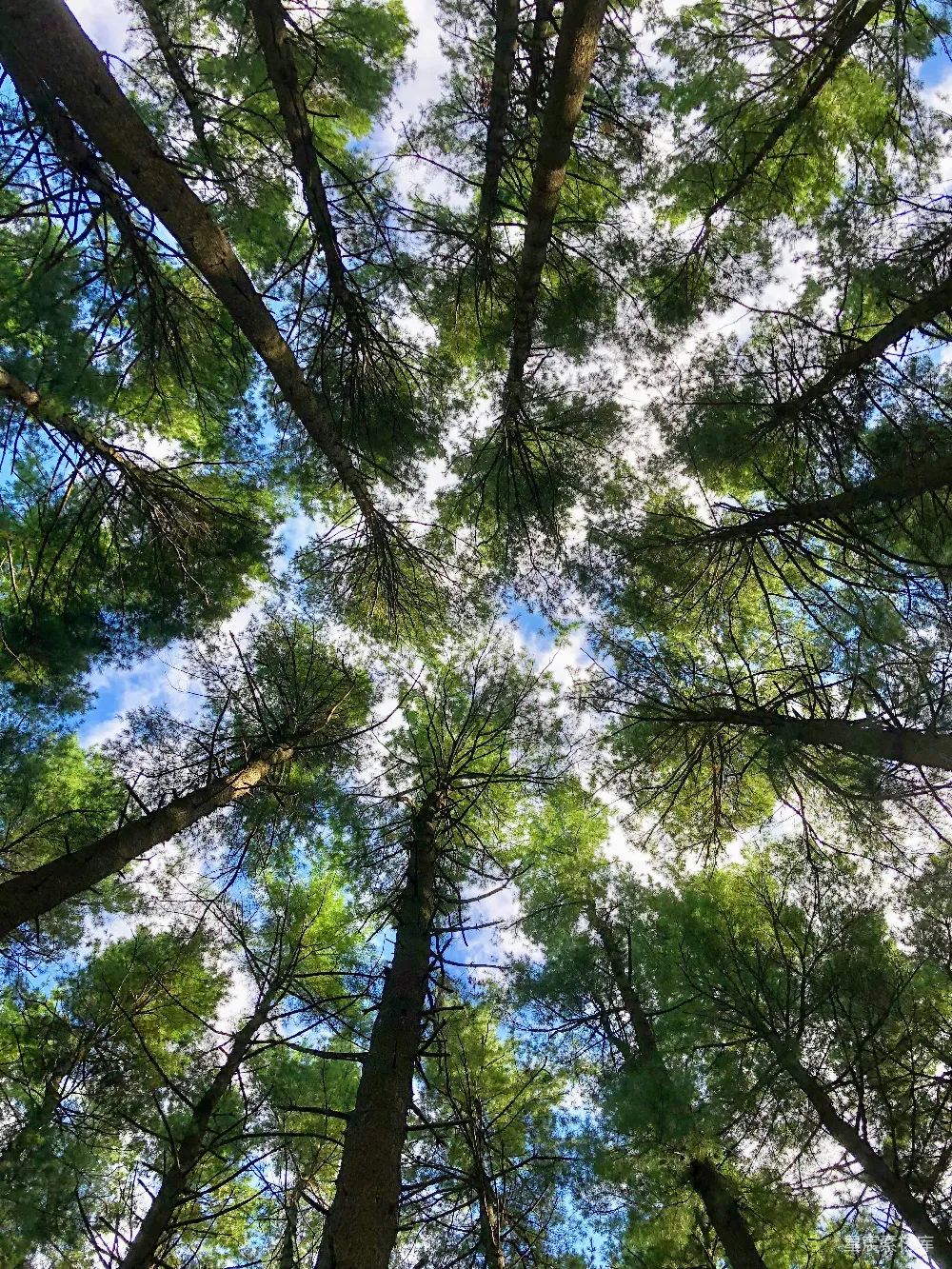 高清摄影  日间拍摄的绿树低角度摄影