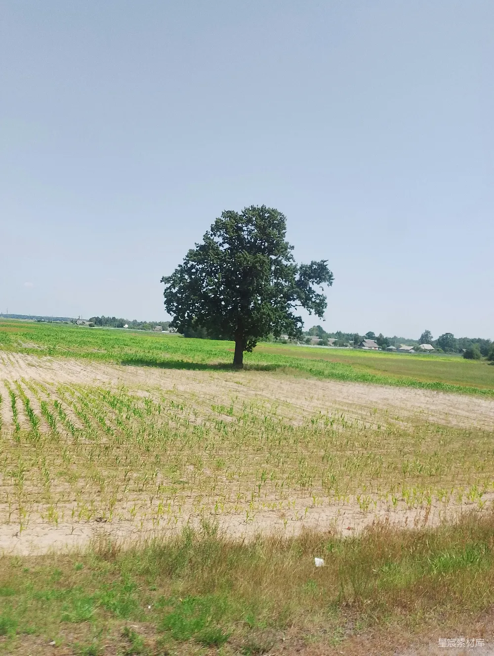高清摄影  一片田地中央有一棵树。
