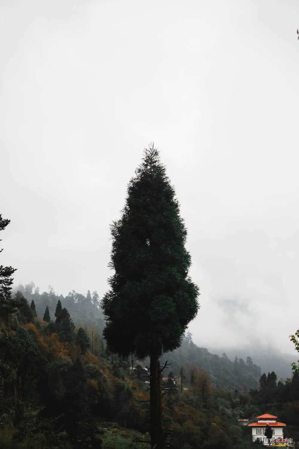 高清摄影  一棵高大的树矗立在雾蒙蒙的山景中。