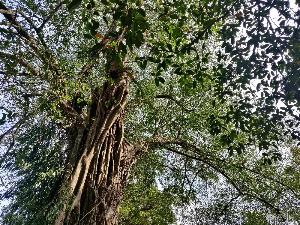 高清摄影 自然 一棵非常高大的树，上面长满了藤蔓。