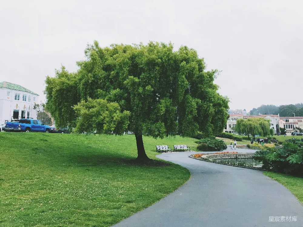高清摄影  绿草地上有绿树，白天时的情景