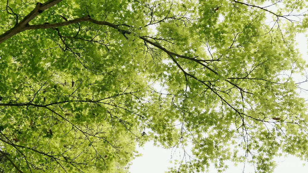 高清摄影  仰望树冠