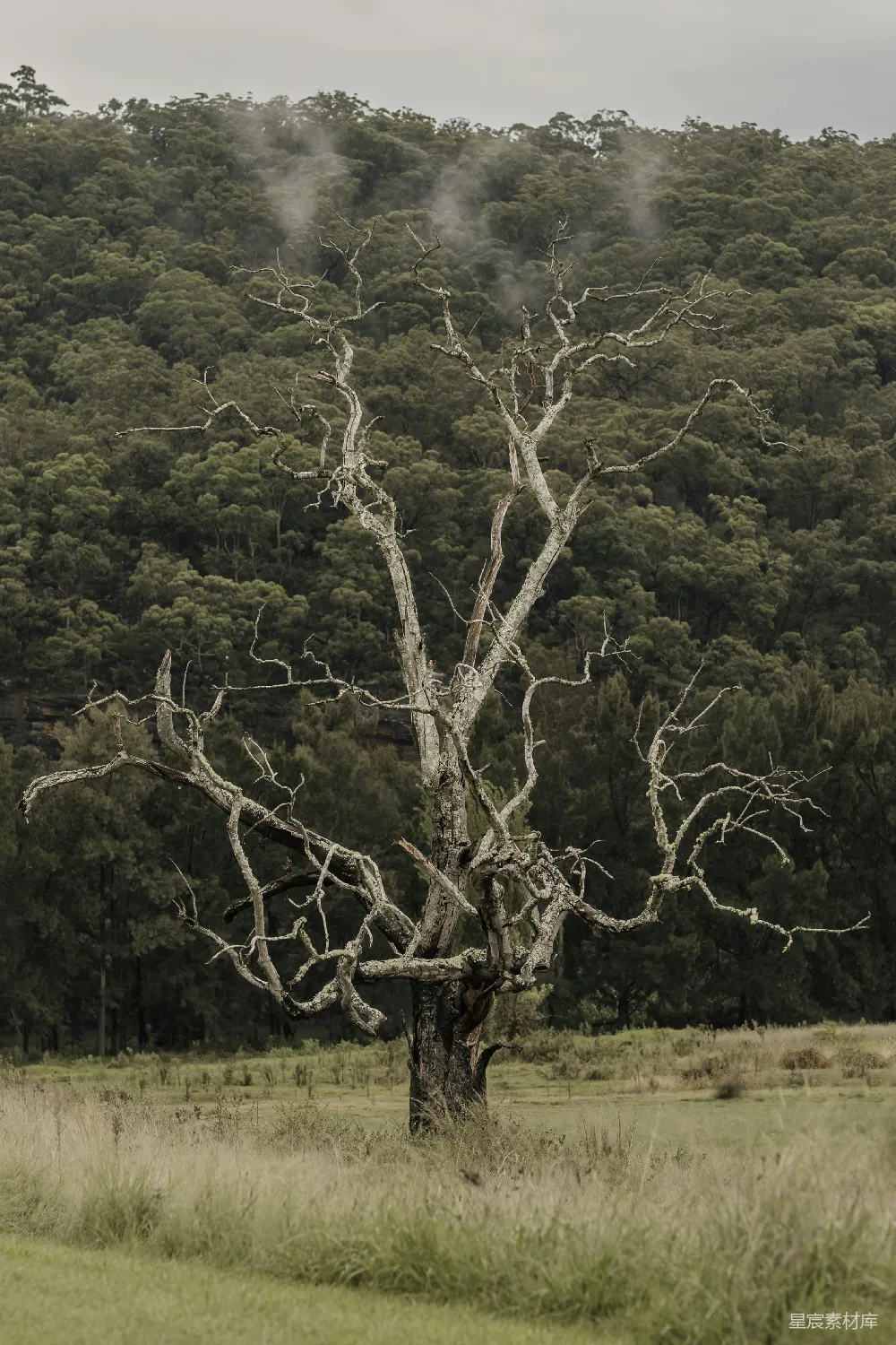 高清摄影  一棵倒下的枯树在田野中，背景是一座山脉。