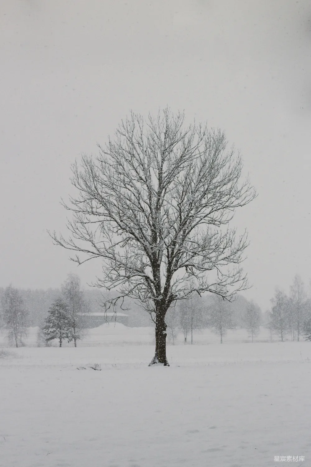 高清摄影  光秃秃的树木覆盖在积雪地上