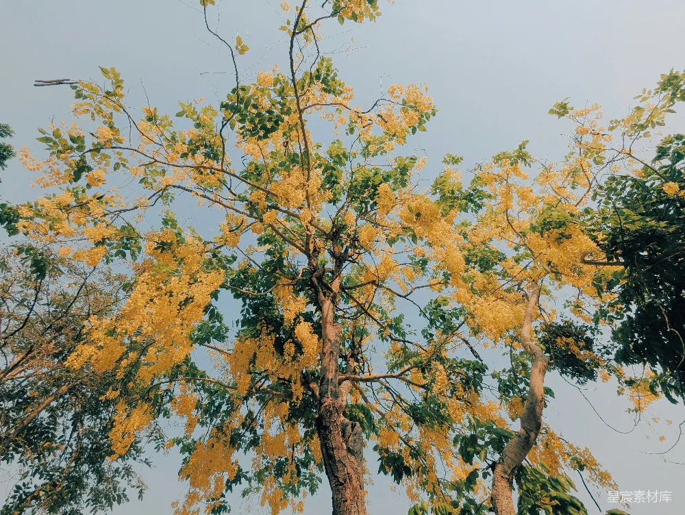 高清摄影  一棵开满黄色花朵的树，背景是晴朗的天空。