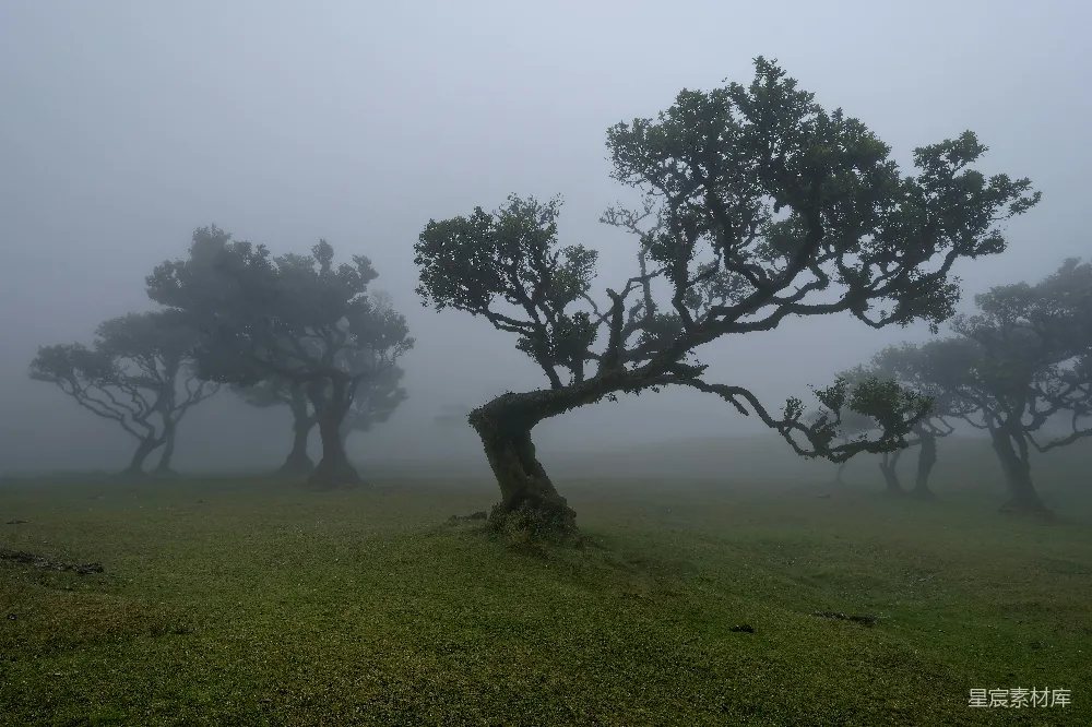 高清摄影 自然 旅行 扭曲的树木矗立在雾蒙蒙的绿色景观中。