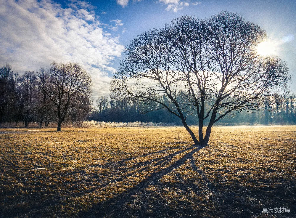 高清摄影  白天蓝天下，绿草地上的一棵光秃秃的树