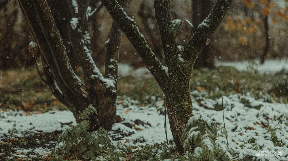 高清摄影  一棵覆盖着雪的树