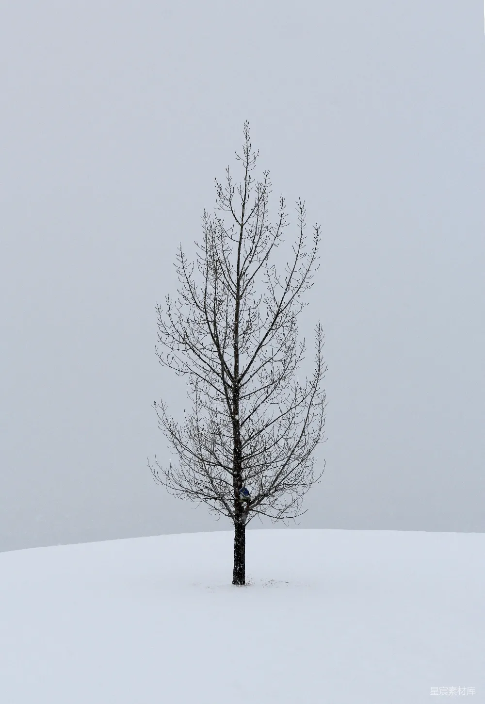 高清摄影  一棵孤独的树矗立在雪地中央