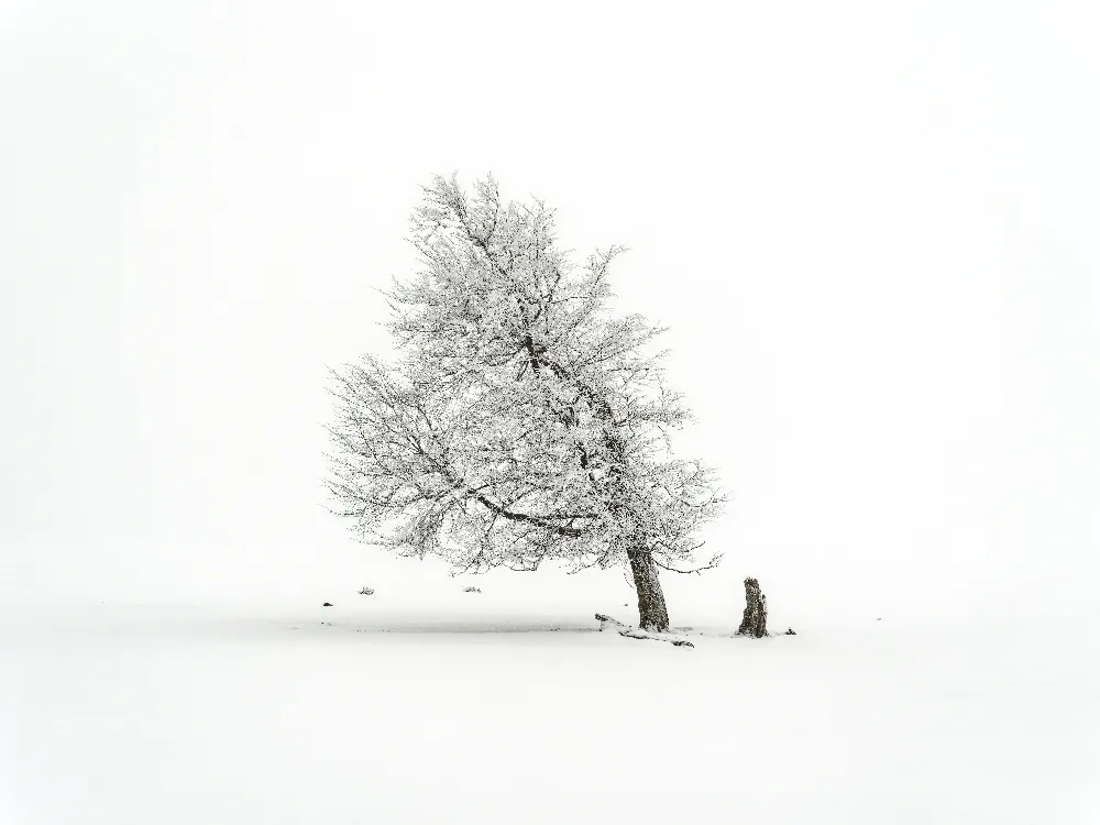 高清摄影 自然 一片雪地里的一棵孤树