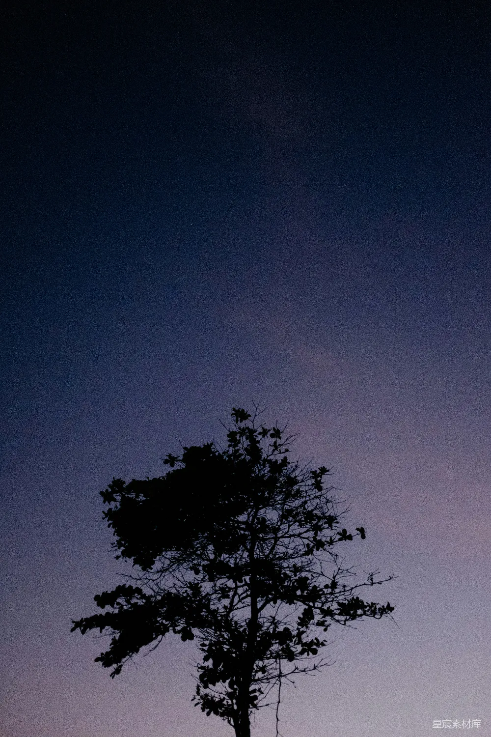 高清摄影  夜晚蓝天下树的剪影