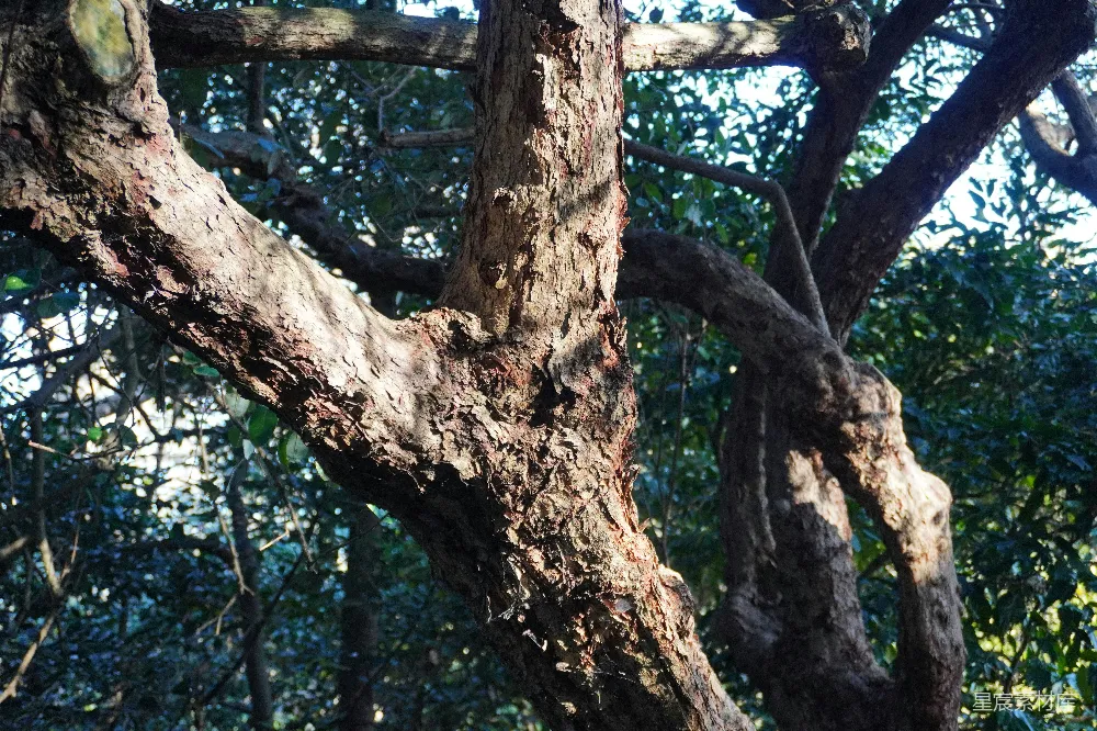 高清摄影  一只鸟停在树枝上