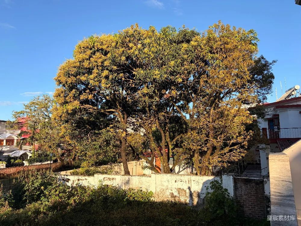 高清摄影  一棵开满黄色花朵的大树，背景是蓝天。