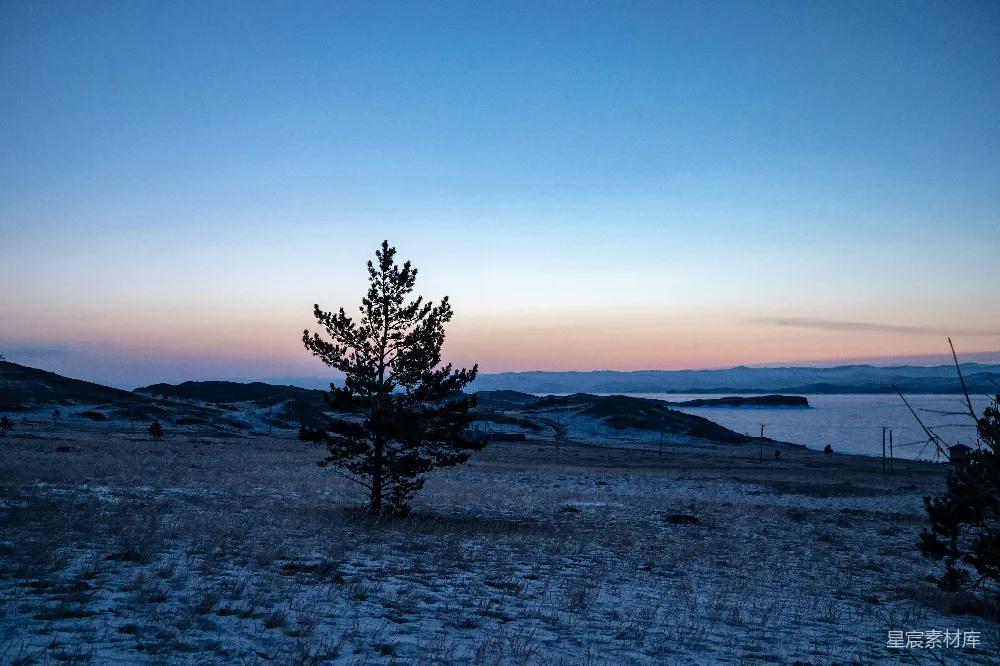 高清摄影 自然 一棵孤独的树矗立在雪地中央。