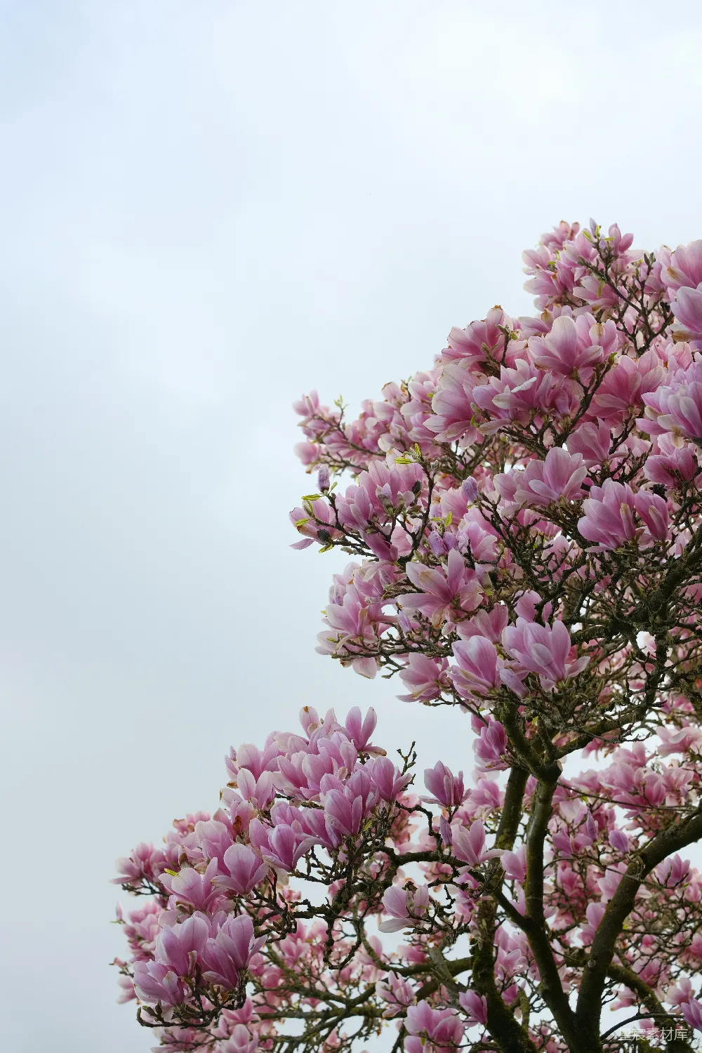 高清摄影 春天 粉红色的木兰花开在多云的天空下