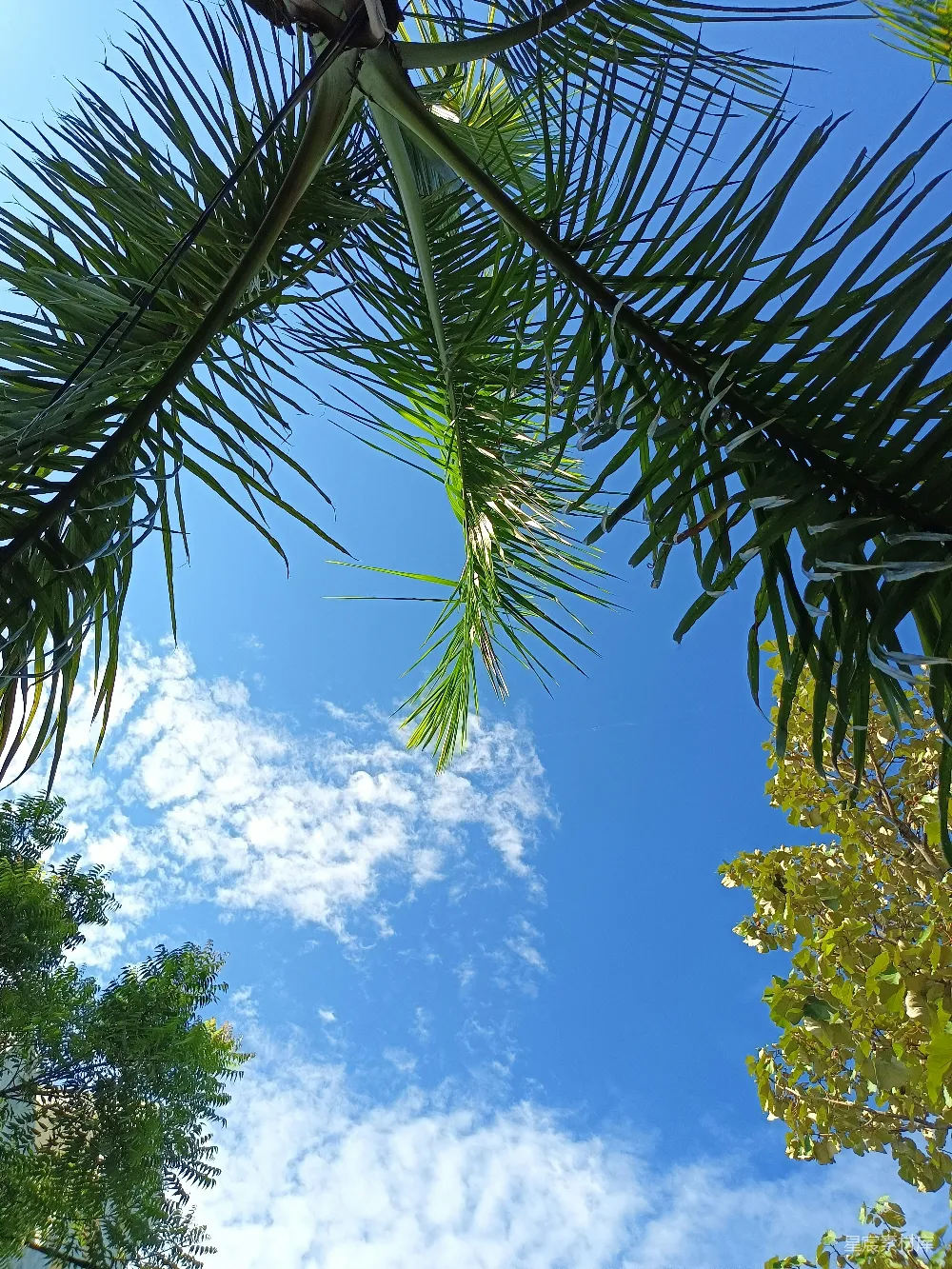 高清摄影  一棵棕榈树，背景是蓝色的天空。