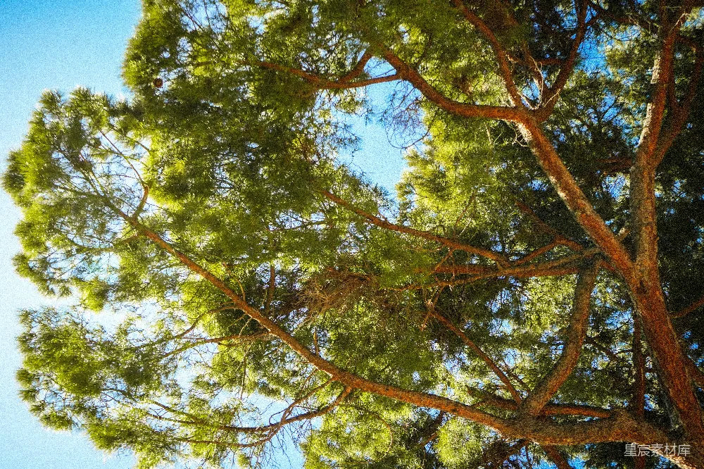 高清摄影  仰望蓝天，透过绿色松树枝梢