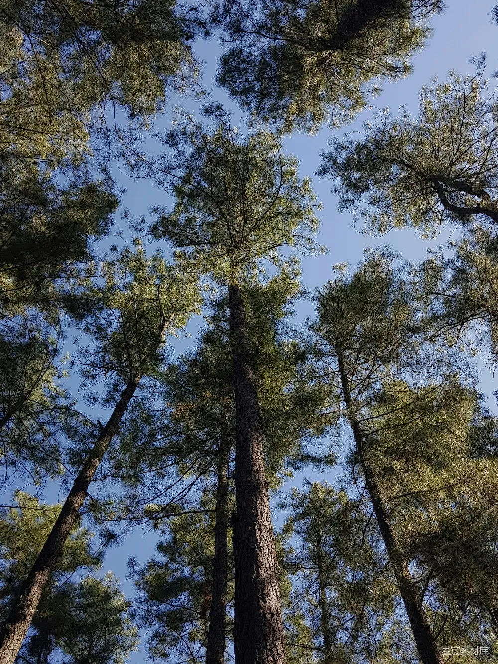 高清摄影  蓝天下的绿树在白天。